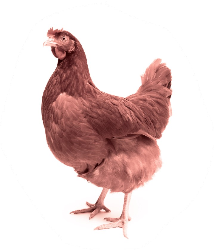 braunes huhn