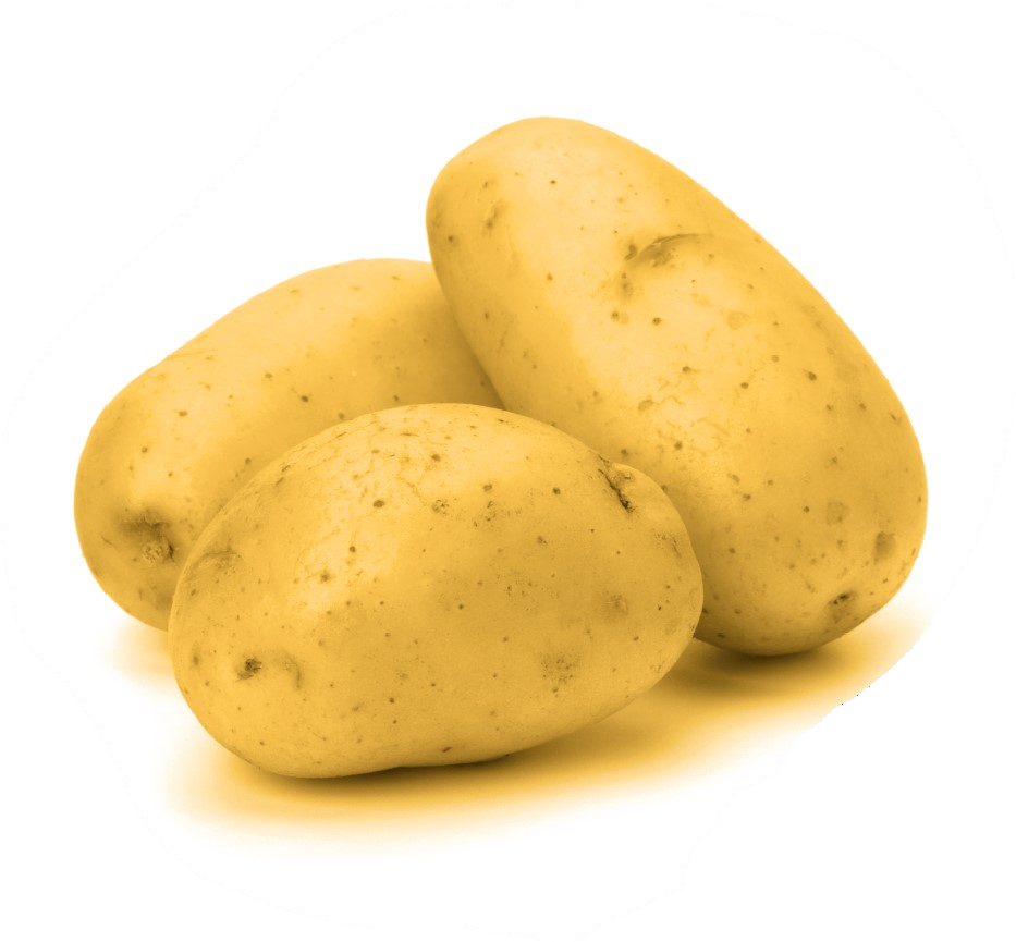 Bild zeigt drei Kartoffeln, gelblich eingefärbt