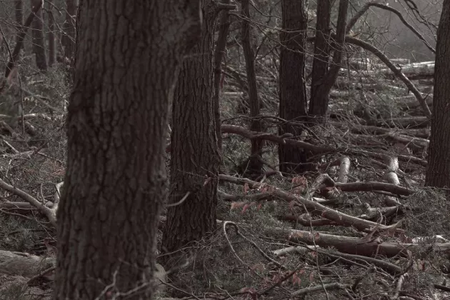 Wald Pfeift