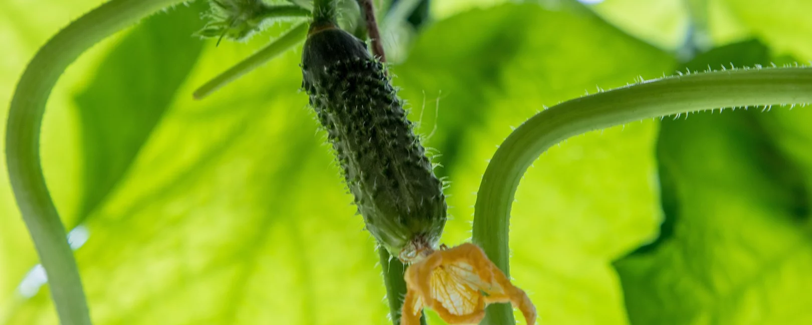 Gurkenpflanze