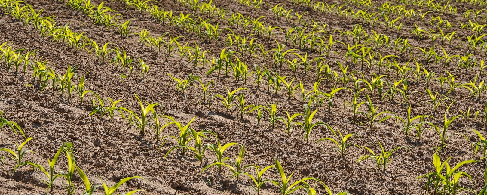 Gurkenfeld mit frühen Pflanzen
