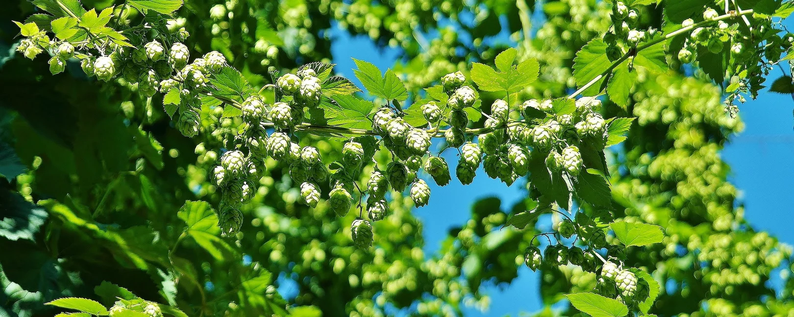 Hopfenpflanze