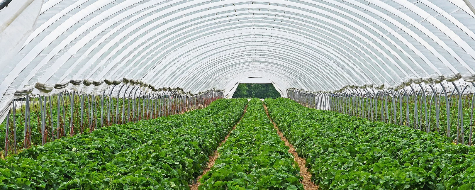 Das Bild zeigt ein Gewächshaus mit Erdbeerpflanzen