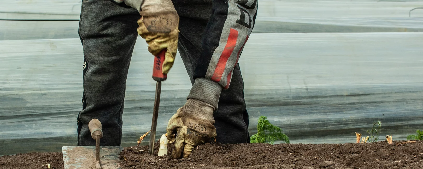 Person sticht Spargel