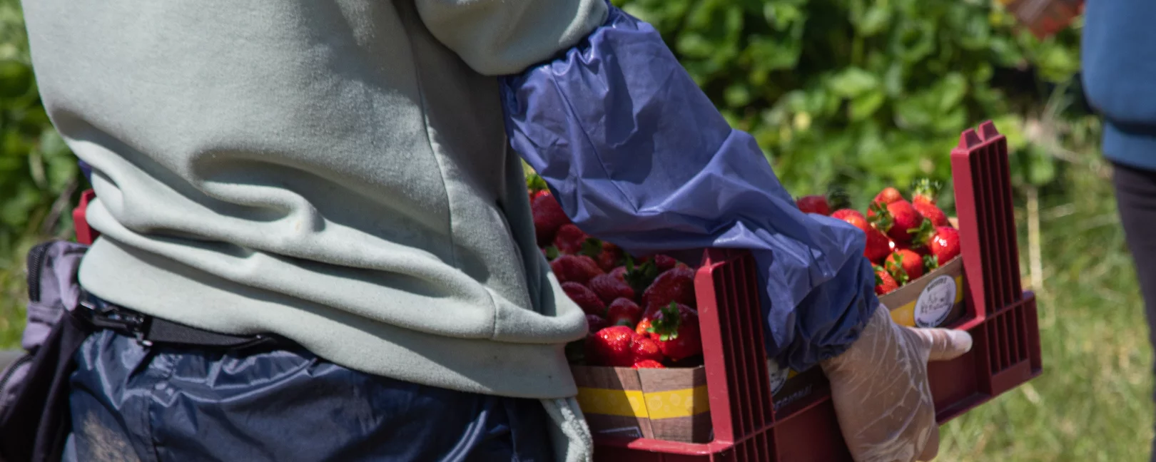 Mensch träggt eine Kiste mit Erdbeeren, Im Hintergrund ein Feld