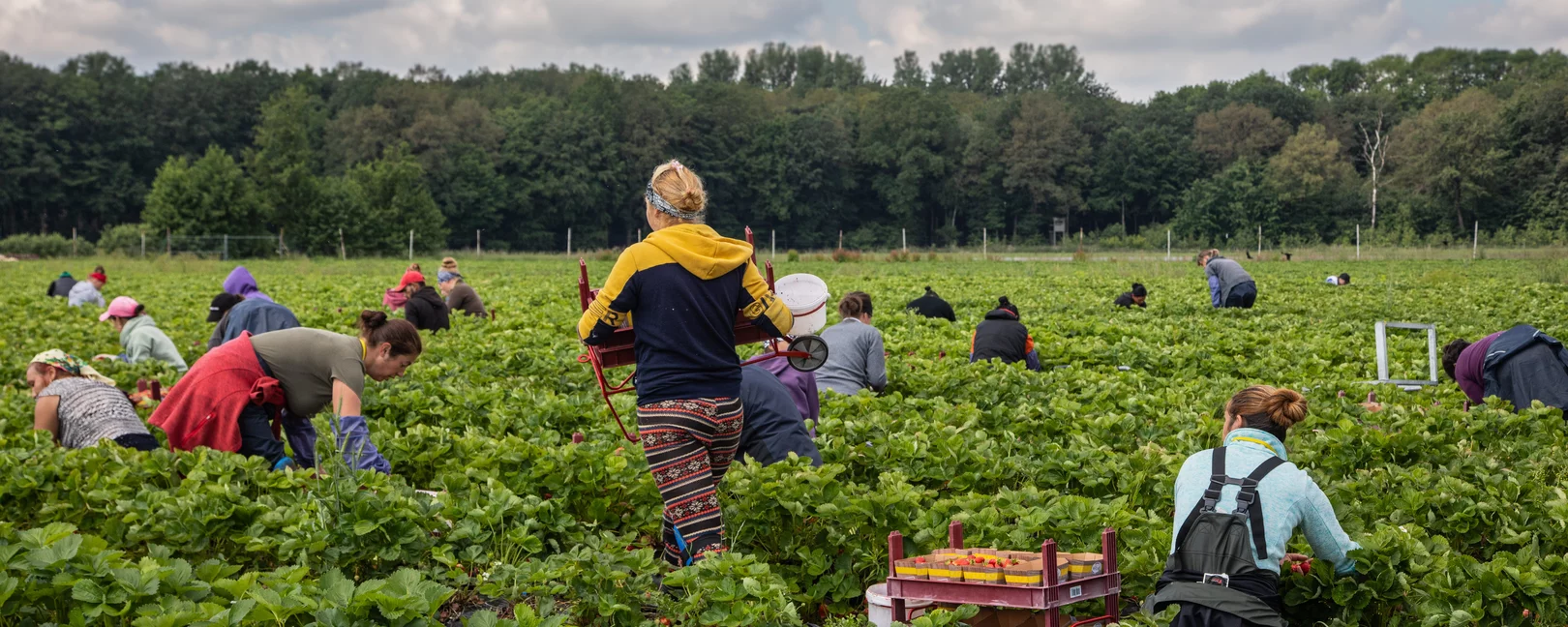 Mehrere Personen ernten auf einem Feld Gemüse