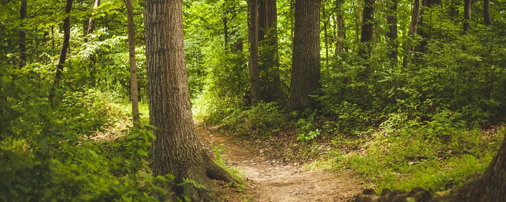 Die Zukunft des Waldes in Brandenburg